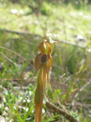 Pterostylis praetermissa