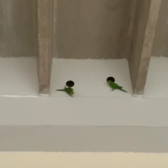 Psittacara chloropterus