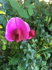 Lathyrus grandiflorus