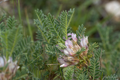 Astragalus sempervirens