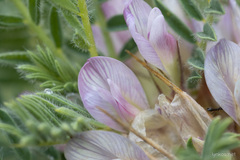 Astragalus sempervirens