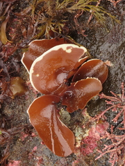 Constantinea rosa-marina