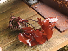 Constantinea rosa-marina