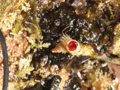Trichotropis cancellata