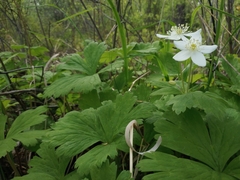 Anemonastrum baicalense
