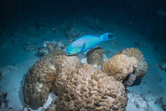 Chlorurus strongylocephalus