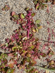 Chenopodium macrospermum