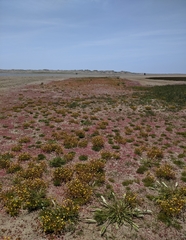Chenopodium macrospermum