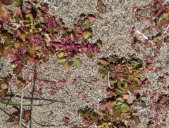 Chenopodium macrospermum