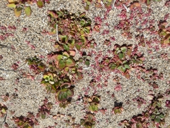 Chenopodium macrospermum
