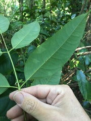 Ailanthus triphysa