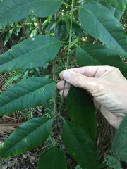 Ailanthus triphysa