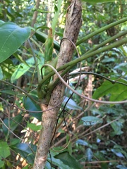 Ailanthus triphysa