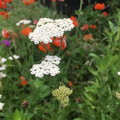 Achillea millefolium