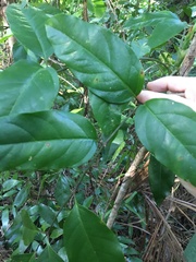 Ailanthus triphysa