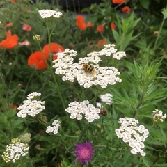 Achillea millefolium