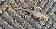 Sceloporus occidentalis