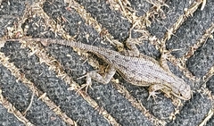 Sceloporus occidentalis