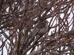 Anthochaera paradoxa paradoxa