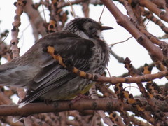 Anthochaera paradoxa paradoxa