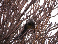 Anthochaera paradoxa paradoxa