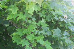 Acer platanoides
