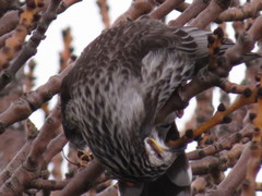 Anthochaera paradoxa paradoxa
