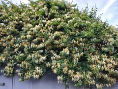 Lonicera