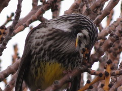 Anthochaera paradoxa paradoxa