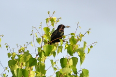 Sturnus vulgaris