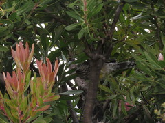 Anthochaera paradoxa paradoxa