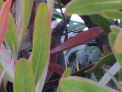 Anthochaera paradoxa paradoxa