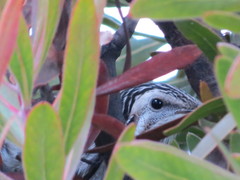 Anthochaera paradoxa paradoxa