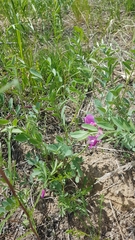 Corethrodendron fruticosum