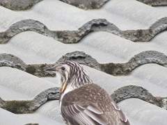 Anthochaera paradoxa paradoxa