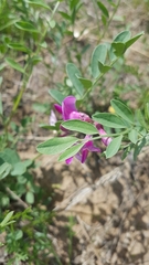 Corethrodendron fruticosum