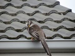 Anthochaera paradoxa paradoxa