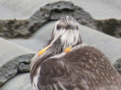 Anthochaera paradoxa paradoxa