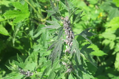 Leonurus quinquelobatus