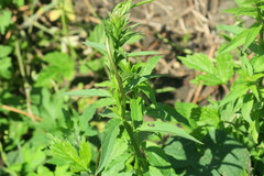 Erysimum cheiranthoides
