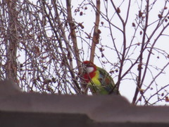 Platycercus eximius diemenensis