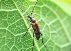 Stenurella septempunctata