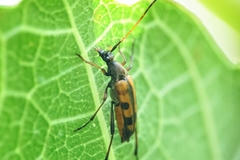 Stenurella septempunctata