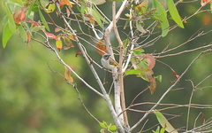 Conopophila rufogularis