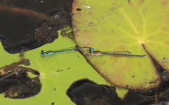 Austroagrion exclamationis