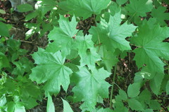 Acer platanoides