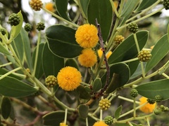 Acacia bivenosa