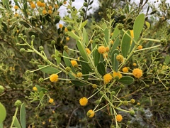 Acacia bivenosa