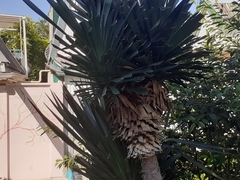 Yucca