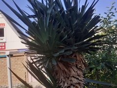 Yucca